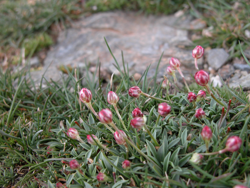 Armeria morisii e Scabiosa holosericea